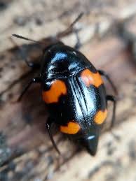 Attēlu rezultāti vaicājumam “Scaphidium quadrimaculatum”