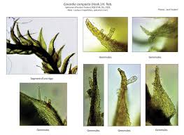 Attēlu rezultāti vaicājumam “Conardia compacta”