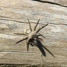 Attēlu rezultāti vaicājumam “Philodromus margaritatus”