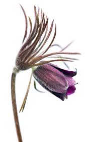 Attēlu rezultāti vaicājumam “Pulsatilla pratensis bud”