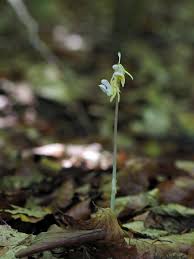 Attēlu rezultāti vaicājumam “Epipogium aphyllum”