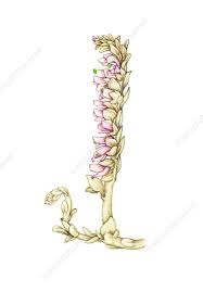 Attēlu rezultāti vaicājumam “Lathraea squamaria flower”