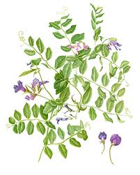 Attēlu rezultāti vaicājumam “Lathyrus japonicus subsp. maritimus leaf”