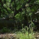 Attēlu rezultāti vaicājumam “Festuca altissima flower”