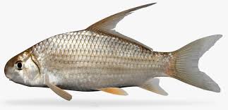 Image result for Carpiodes velifer