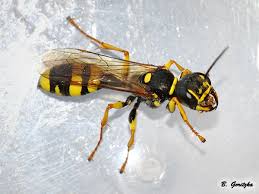 Attēlu rezultāti vaicājumam “Crabronidae”