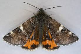 Attēlu rezultāti vaicājumam “Archiearis parthenias”