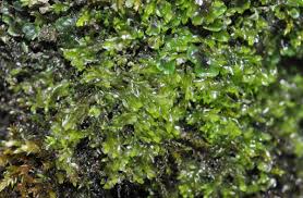 Attēlu rezultāti vaicājumam “Jungermannia sphaerocarpa”