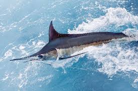 Image result for Makaira nigricans