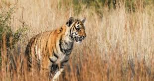 Kuvahaun tulos haulle tigers