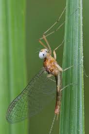 Attēlu rezultāti vaicājumam “Heptagenia sulphurea female”