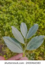 Attēlu rezultāti vaicājumam “Vicia faba leaf”