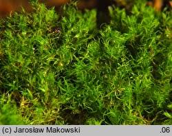 Attēlu rezultāti vaicājumam “Dicranum viride”