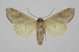 Attēlu rezultāti vaicājumam “Lacanobia contigua”