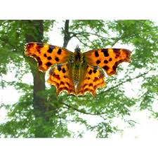 Attēlu rezultāti vaicājumam “Polygonia c-album larva”