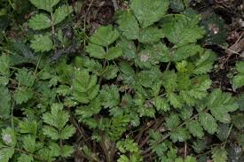 Attēlu rezultāti vaicājumam “Potentilla supina”