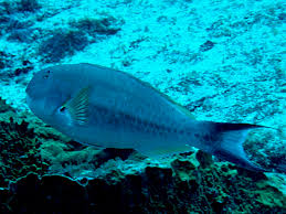 Image result for Sparisoma axillare