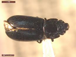 Attēlu rezultāti vaicājumam “Glischrochilus grandis”