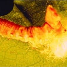 Attēlu rezultāti vaicājumam “Diloba caeruleocephala larva”