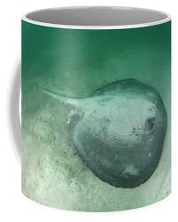 Image result for Styracura pacifica