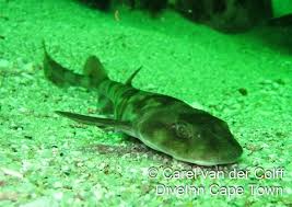 Image result for Haploblepharus pictus