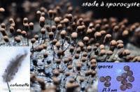 Attēlu rezultāti vaicājumam “Comatricha alta spores”