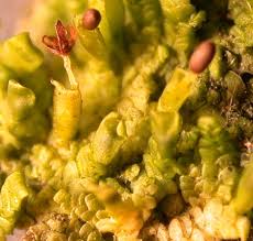 Attēlu rezultāti vaicājumam “Neckera complanata sporophyte”