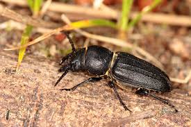 Attēlu rezultāti vaicājumam “Spondylis buprestoides”