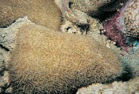 Attēlu rezultāti vaicājumam “Nowellia curvifolia sporophyte”