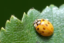 Attēlu rezultāti vaicājumam “Adalia decempunctata”