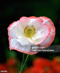 Image result for Papaver rhoeas 'Shirley'