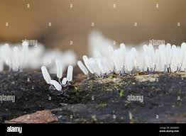 Attēlu rezultāti vaicājumam “Stemonitopsis typhina”