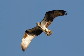 Image result for Pandion haliaetus