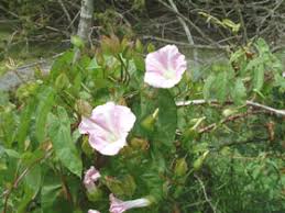 Attēlu rezultāti vaicājumam “Calystegia sepium”