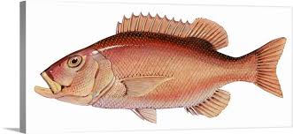 Image result for Petrus rupestris