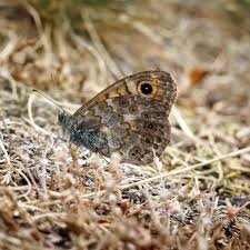Attēlu rezultāti vaicājumam “Lasiommata megera underside”