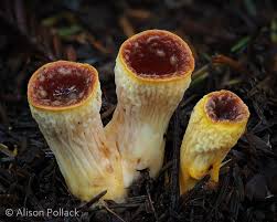 Attēlu rezultāti vaicājumam “Hemitrichia decipiens young”