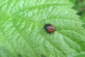 Attēlu rezultāti vaicājumam “Tritomegas bicolor nymph”