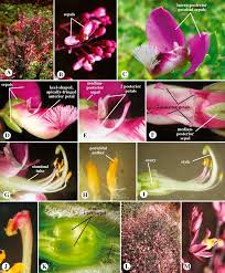 Attēlu rezultāti vaicājumam “Polygalaceae”