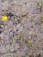 Attēlu rezultāti vaicājumam “Ranunculus flammula bud”