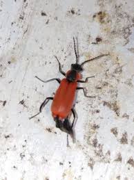 Attēlu rezultāti vaicājumam “Anthocomus rufus”