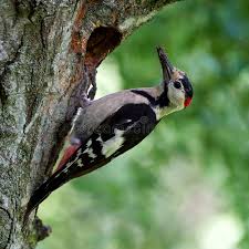 Attēlu rezultāti vaicājumam “Dendrocopos medius nest”