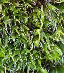 Attēlu rezultāti vaicājumam “Grimmia pulvinata sporophyte”