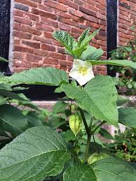 Attēlu rezultāti vaicājumam “Physalis alkekengi flower”