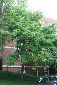 Attēlu rezultāti vaicājumam “Cladrastis kentukea leaf”