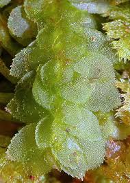 Attēlu rezultāti vaicājumam “Pogonatum dentatum macro”