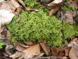 Attēlu rezultāti vaicājumam “Ctenidium molluscum”