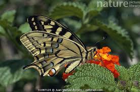 Attēlu rezultāti vaicājumam “Papilio machaon”
