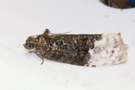 Attēlu rezultāti vaicājumam “Apotomis betuletana”