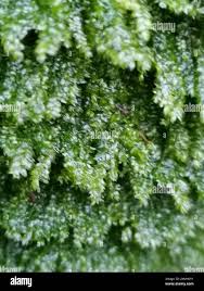 Attēlu rezultāti vaicājumam “Plagiothecium sp.”